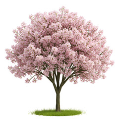 Chitalpa Tree Blooming with Soft Pink Trumpet Flowers