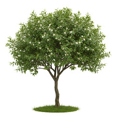 Obraz premium Tea Tree in Bloom with White Flowers and Glossy Green Leaves