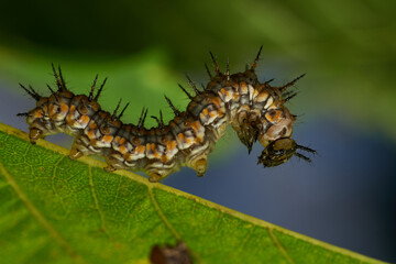 Green caterpillar crawling on fresh leaf