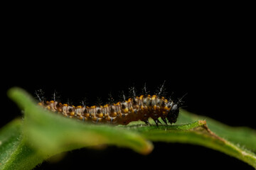 Green caterpillar crawling on fresh leaf