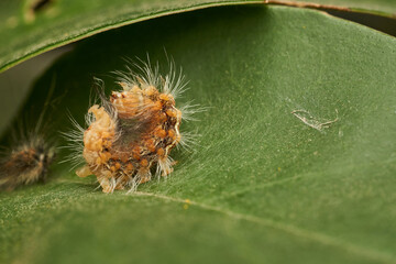 Green caterpillar crawling on fresh leaf