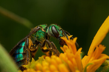 closeup of augochlorini bee on blossom