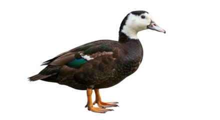 Dark brown duck with a white head patch and orange feet standing isolated on white background.