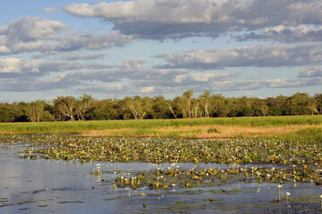 panoramic landscape view to the yellow river billabong in the wetland of Kakadu National Park in...
