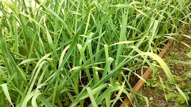 Close-up of long garlic stalks growing in a bed