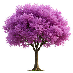 Obraz premium Smoke Tree Blooming with Fluffy Purple-Pink Plumes
