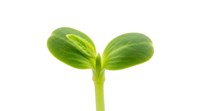 Green seedling sprouting isolated PNG with Transparent Background
