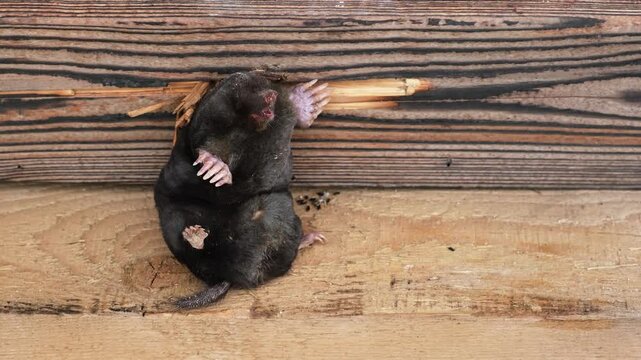 Animal humor. A mole sits on a wooden background as exhibit at a nature museum. Europaea talpa. Good mood. Concept of a great sense of humor or self-irony. Laughing snout with a big smile. Funny joke.