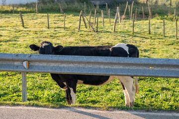 Cow stands behind fence in pasture with no visible milk production activity