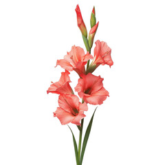 Gladiolus, Beautiful summer cream and red Gladioli flowers also known as sword lillies, isolated on transparent background