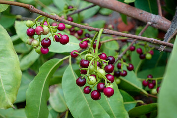 Small black-purple ripe and unripe Syzygium cumini fruits hanging on the tree. Swaying a cluster of Java plum fruits on the tree.