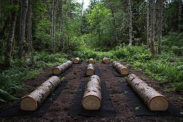Forest logs arranged in rows on dark ground