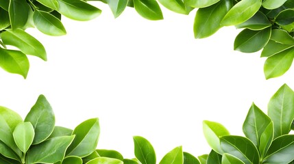 Vibrant Green Leaves Frame Border White Background