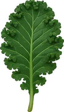 3D kale leaf