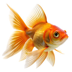 Fototapeta premium Vibrant goldfish isolated on white background ai generated png isolated on a white background