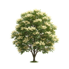 Elder Tree with Creamy Flowers