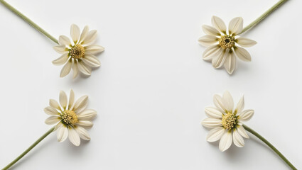 Obraz premium Elegant Floral Frame with Copy Space: Delicate White Flowers on a Clean Background