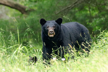 Gorgeous Black Bear Mother and Cub Hidden in Tall Grass