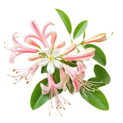 Honeysuckle, Honeysuckle (Temperate Flower), isolated on transparent background