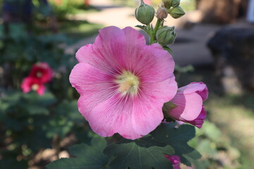 Close up beautiful Alcea rosea in pink color, Alcea rosea is well know another name as Hollyhock.