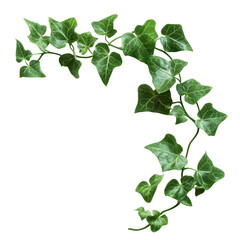 (Cayratia trifolia) liana ivy plant bush, nature frame jungle borde, isolated on transparent background