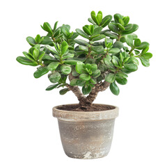 Jade Plant, A lush jade plant meticulously pruned into a bonsai like form sits in a sleek black pot, isolated on transparent background
