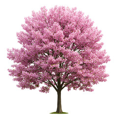 Judas Tree in Early Spring Pink Bloom Isolated on White Background
