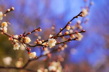 cherry blossom in spring
