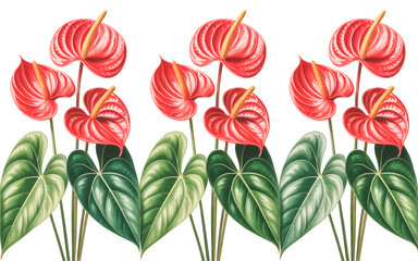 A detailed botanical illustration of three groups of red anthurium flowers against a white background. Each group contains 3-4 heart-shaped red anthurium flowers with prominent yellow stamens.  .