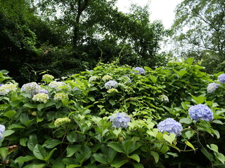 沢山の紫陽花が見える風景