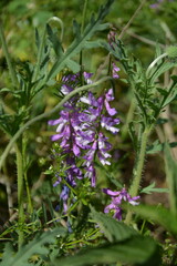 Vibrant purple and white flowers stand out amidst dark green foliage, with hints of grass in the foreground.