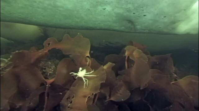 In the frigid waters of the White Sea, spider crabs navigate the icy ocean floor, scavenging for sustenance among intriguing marine life. Witness their remarkable adaptations to this harsh environment