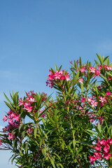 Pink oleander flowers against clear blue sky. Summer background 