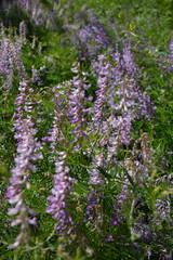 Obraz premium A vibrant field of purple flowers, likely Vicia cracca or similar, with long green stems, creating a natural, soft focus.