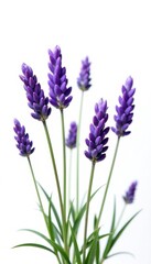 Fototapeta premium Several lavender sprigs, showcasing buds and blossoms, against a stark white backdrop , sprig, macro