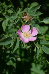 A vibrant pink wild rose with a yellow center blooms beautifully amidst lush green leaves, suggesting natural beauty.