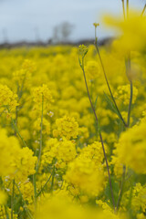 Obraz premium field of rapeseed