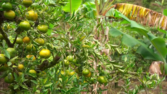 Still shot of a lemon tree with green-yellow fruits on the left and tropical foliage in the background. Perfect for farming, food, and nature visuals.
