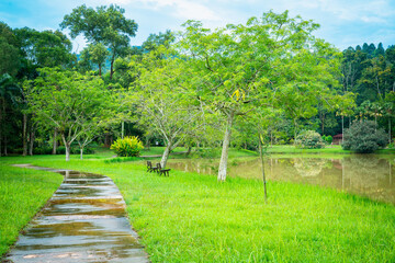 A wet garden path with greenery all around