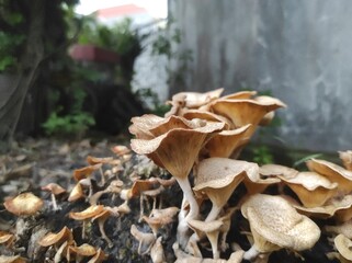 mushroom on the tree trunk