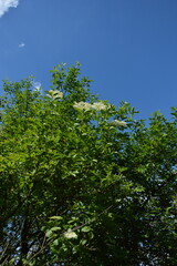 Lush green trees with white blossoms stand vibrant against a clear, deep blue sky, symbolizing summer.