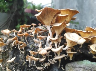 mushroom on the tree trunk