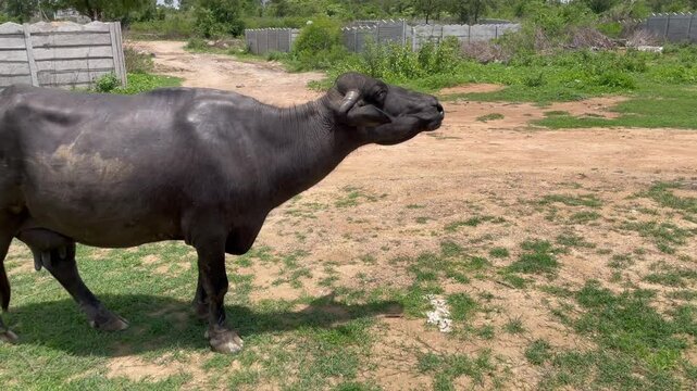 Buffalo eating grass in farmland italian mediterranean buffalo and indian buffalo	