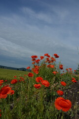 Vibrant red poppies bloom in a lush green field under a dynamic blue sky with streaky white clouds, capturing a serene natural scene.
