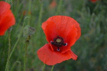 A vibrant red poppy with a visible black center stands out, accompanied by an unopened poppy seed...