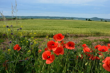 Vibrant red poppies bloom in the foreground with yellow and purple wild flowers, overlooking a lush green field and distant hills under a cloudy sky.