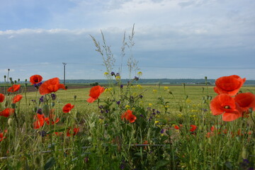 Vibrant red poppies bloom in the foreground with yellow and purple wild flowers, overlooking a lush...