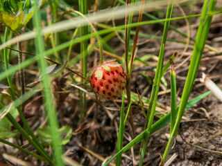 A Wild Strawberry Nestled in Green Grass