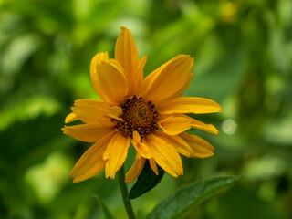 Yellow Perennial Sunflower Blooming in a Green Garden