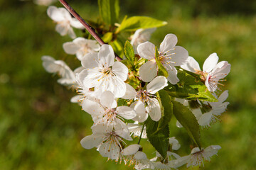 A closeup shot of blossomed cherry tree white flowers against a green blurred background